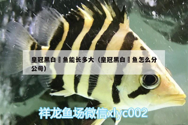 皇冠黑白魟魚能長多大（皇冠黑白魟魚怎么分公母） 皇冠黑白魟魚 第1張