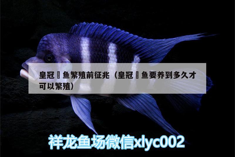 皇冠魟魚繁殖前征兆（皇冠魟魚要養(yǎng)到多久才可以繁殖） 羅漢魚 第1張