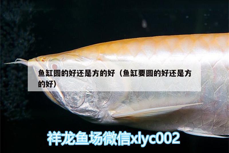 魚(yú)缸圓的好還是方的好（魚(yú)缸要圓的好還是方的好） 野生地圖魚(yú) 第1張