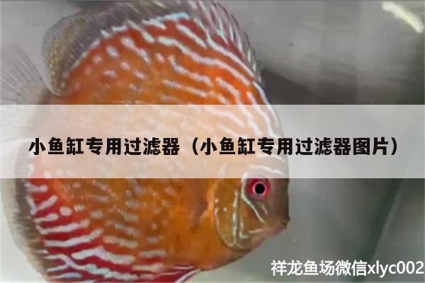 小魚缸專用過濾器（小魚缸專用過濾器圖片） 白子球鯊魚