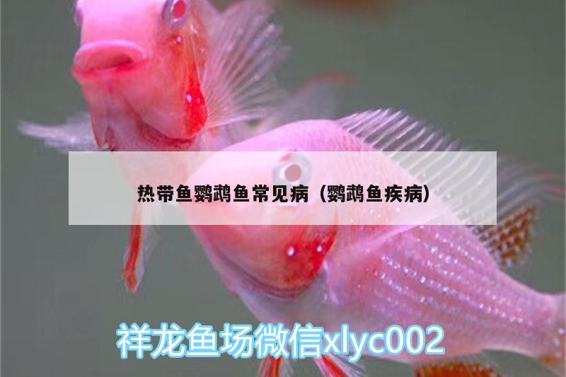 熱帶魚鸚鵡魚常見?。W鵡魚疾?。? title=