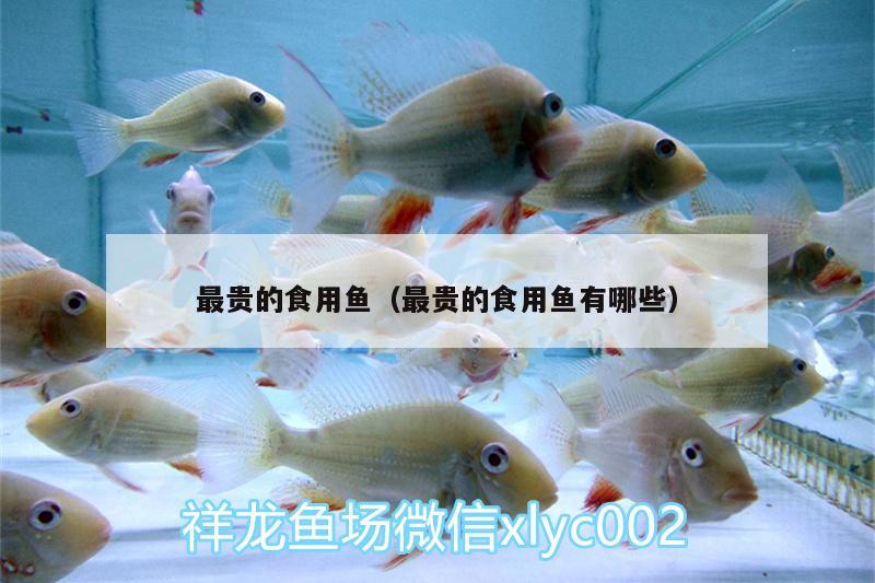 最貴的食用魚（最貴的食用魚有哪些） 羽毛刀魚苗 第1張