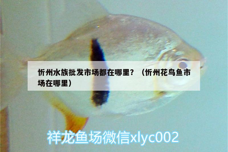 忻州水族批發(fā)市場(chǎng)都在哪里？（忻州花鳥(niǎo)魚(yú)市場(chǎng)在哪里） 觀賞魚(yú)水族批發(fā)市場(chǎng) 第1張