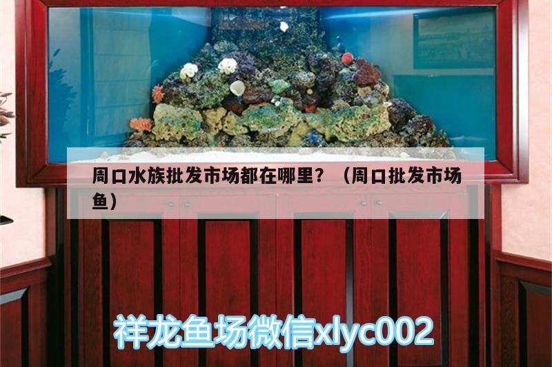 周口水族批發(fā)市場都在哪里？（周口批發(fā)市場魚） 觀賞魚水族批發(fā)市場 第3張