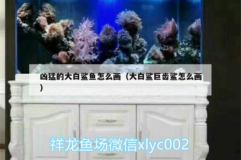 兇猛的大白鯊魚怎么畫（大白鯊巨齒鯊怎么畫） 大白鯊魚 第3張