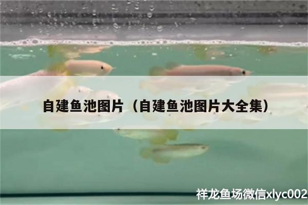 自建魚池圖片（自建魚池圖片大全集） 過濾設(shè)備 第1張