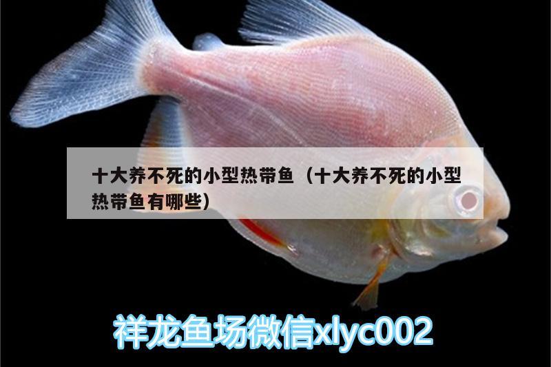 十大養(yǎng)不死的小型熱帶魚（十大養(yǎng)不死的小型熱帶魚有哪些） 泰龐海蓮魚 第1張