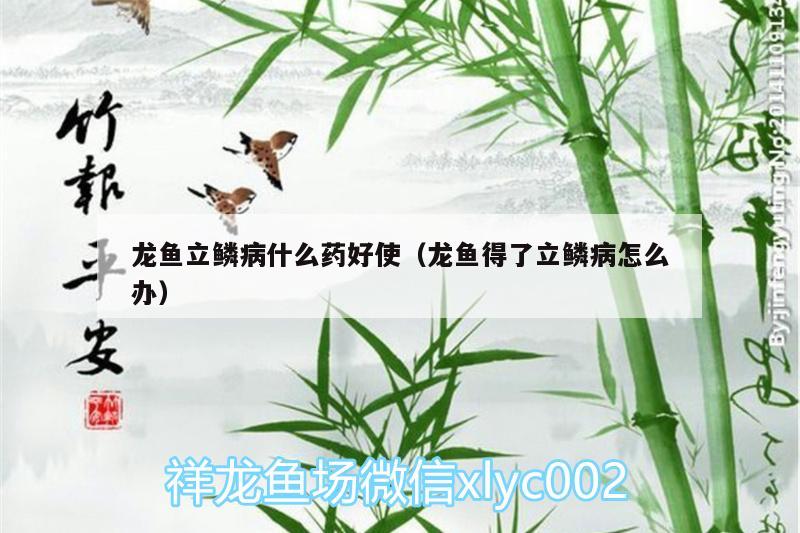 龍魚立鱗病什么藥好使（龍魚得了立鱗病怎么辦） 和尚魚