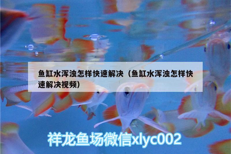 魚缸水渾濁怎樣快速解決（魚缸水渾濁怎樣快速解決視頻）