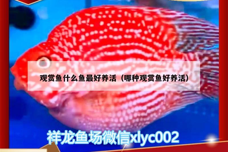 觀賞魚什么魚最好養(yǎng)活（哪種觀賞魚好養(yǎng)活）