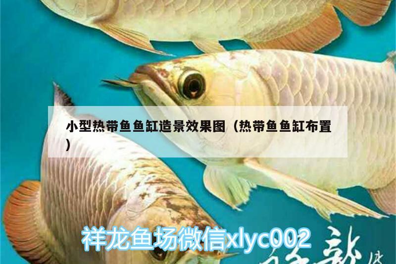 小型熱帶魚魚缸造景效果圖（熱帶魚魚缸布置）