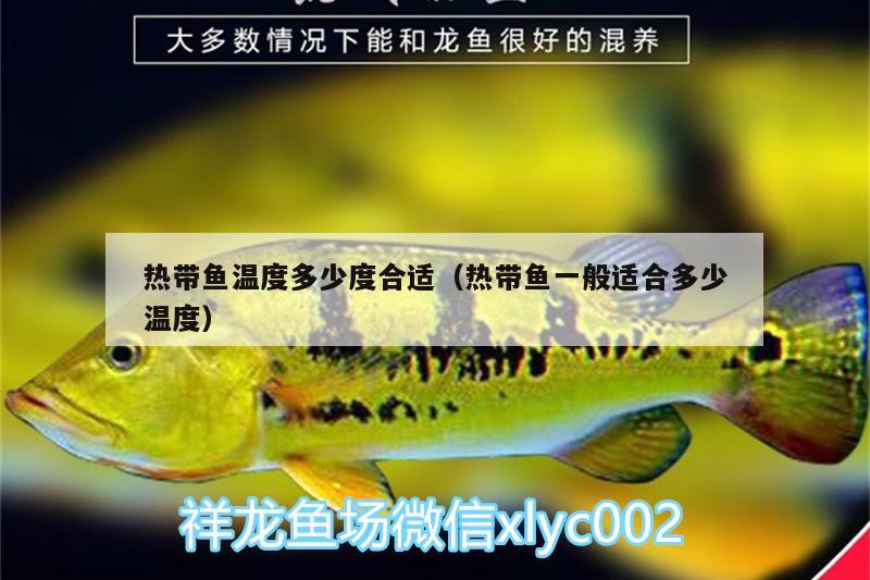 熱帶魚溫度多少度合適（熱帶魚一般適合多少溫度） 虎斑恐龍魚 第2張