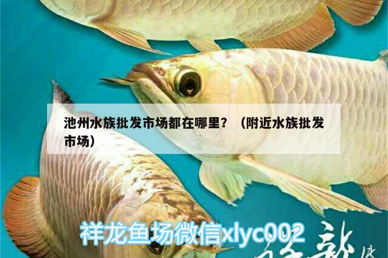 池州水族批發(fā)市場(chǎng)都在哪里？（附近水族批發(fā)市場(chǎng)）