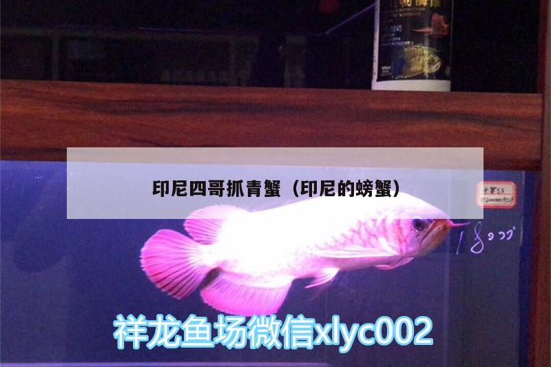 印尼四哥抓青蟹（印尼的螃蟹） 水族世界 第3張