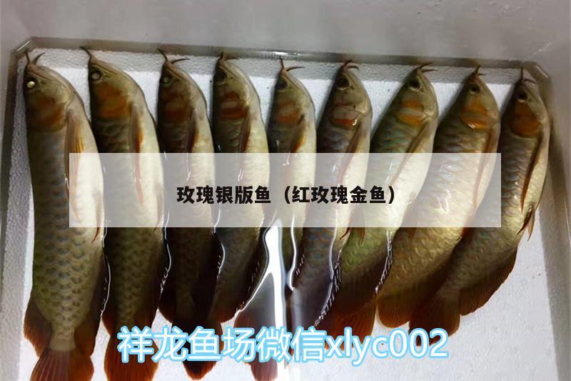 玫瑰銀版魚（紅玫瑰金魚） 玫瑰銀版魚 第2張