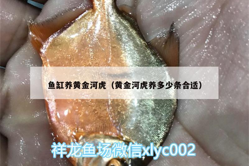 魚缸養(yǎng)黃金河虎（黃金河虎養(yǎng)多少條合適） 黃金河虎魚 第2張