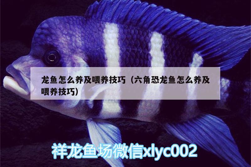 龍魚怎么養(yǎng)及喂養(yǎng)技巧（六角恐龍魚怎么養(yǎng)及喂養(yǎng)技巧）