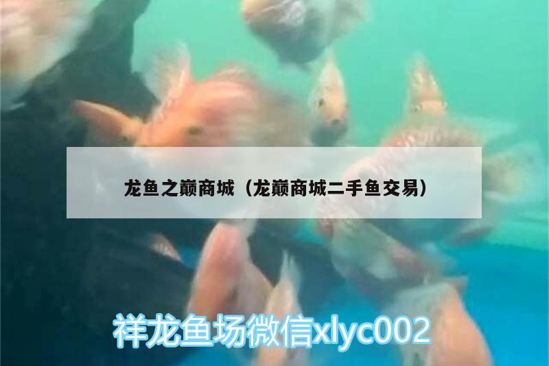 龍魚之巔商城（龍巔商城二手魚交易） 青龍魚 第1張