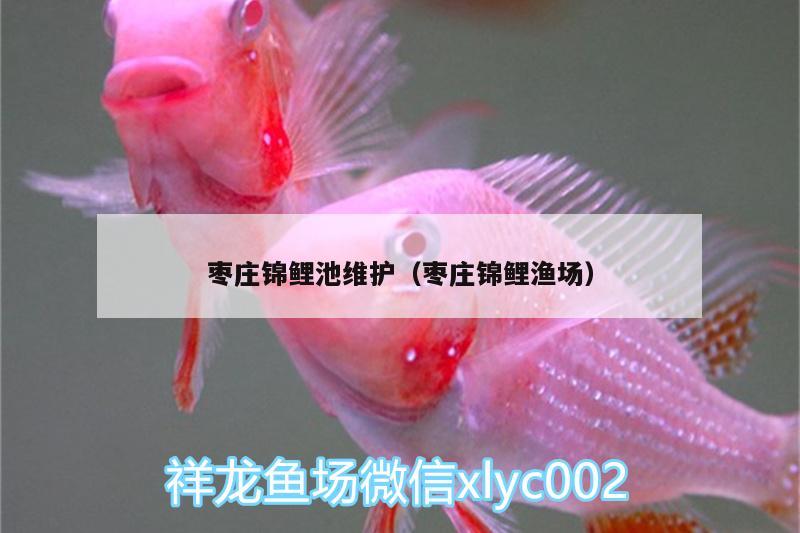 棗莊錦鯉池維護(hù)（棗莊錦鯉漁場(chǎng)） 紅白錦鯉魚