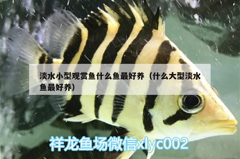 淡水小型觀(guān)賞魚(yú)什么魚(yú)最好養(yǎng)（什么大型淡水魚(yú)最好養(yǎng)）