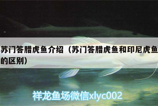 蘇門(mén)答臘虎魚(yú)介紹（蘇門(mén)答臘虎魚(yú)和印尼虎魚(yú)的區(qū)別） 虎魚(yú)百科