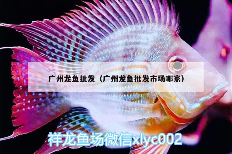 廣州龍魚批發(fā)（廣州龍魚批發(fā)市場哪家） 龍魚批發(fā) 第1張