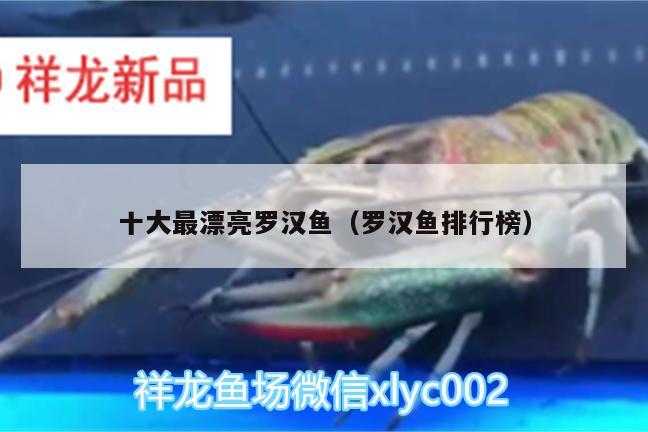 十大最漂亮羅漢魚（羅漢魚排行榜） 羅漢魚 第2張