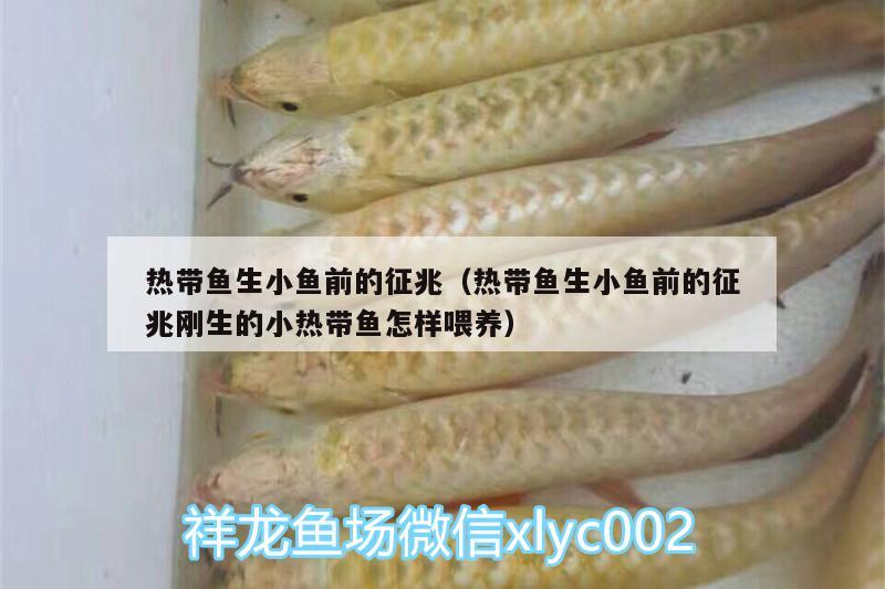 熱帶魚生小魚前的征兆（熱帶魚生小魚前的征兆剛生的小熱帶魚怎樣喂養(yǎng)）