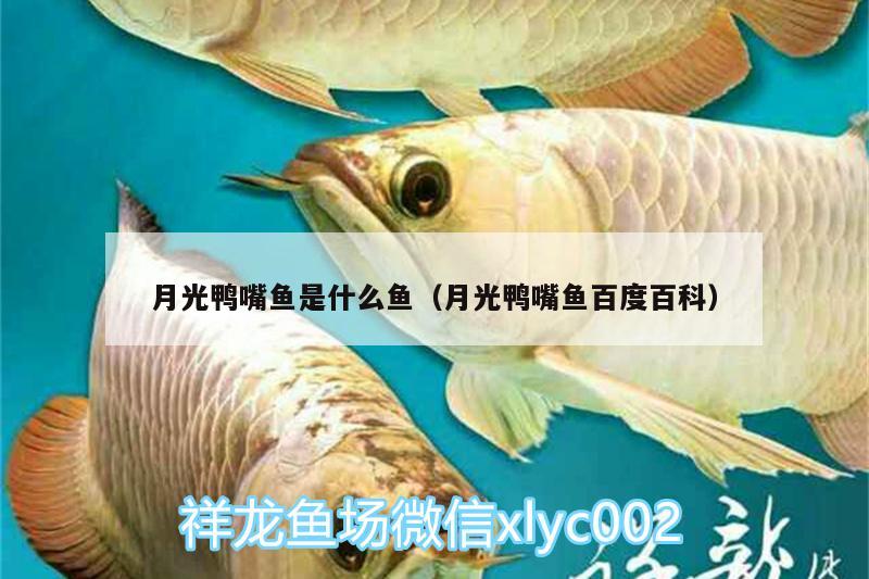 月光鴨嘴魚是什么魚（月光鴨嘴魚百度百科） 月光鴨嘴魚