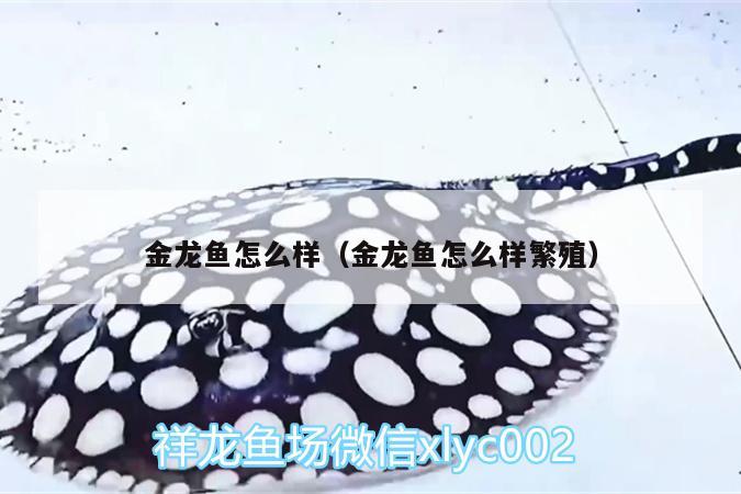 金龍魚怎么樣（金龍魚怎么樣繁殖） 伊巴卡魚 第1張