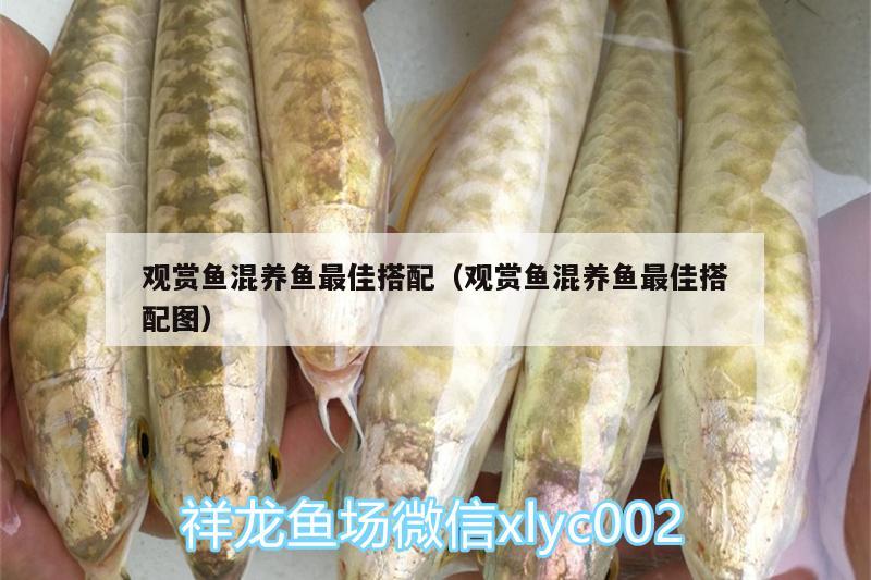 觀賞魚混養(yǎng)魚最佳搭配（觀賞魚混養(yǎng)魚最佳搭配圖） 綠皮皇冠豹魚 第2張