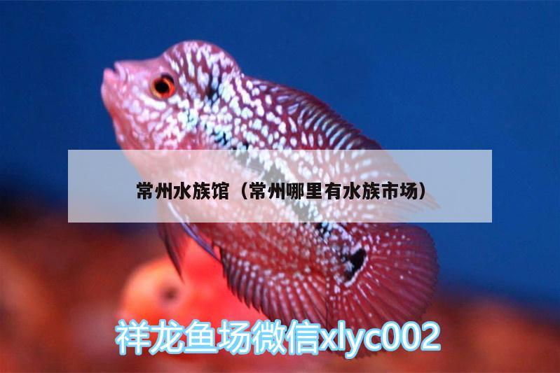 常州水族館（常州哪里有水族市場(chǎng)） 大嘴鯨魚(yú) 第1張