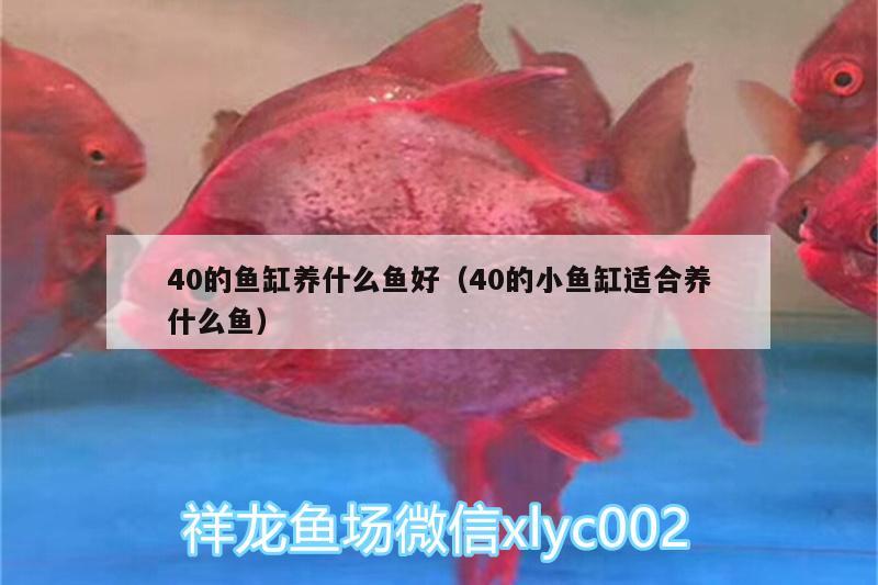 40的魚缸養(yǎng)什么魚好（40的小魚缸適合養(yǎng)什么魚） 藍(lán)底過背金龍魚 第3張