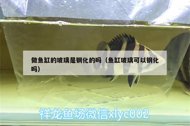 做魚缸的玻璃是鋼化的嗎（魚缸玻璃可以鋼化嗎） 觀賞蝦蟹等飼料 第2張