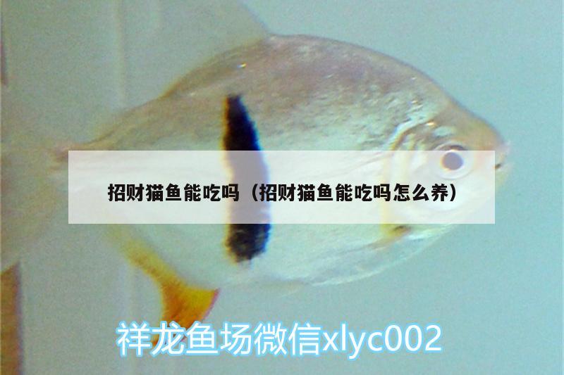 招財(cái)貓魚(yú)能吃嗎（招財(cái)貓魚(yú)能吃嗎怎么養(yǎng)） 細(xì)線銀板魚(yú)苗 第2張