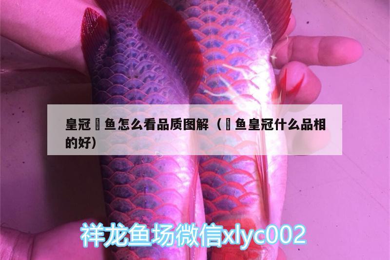 皇冠魟魚怎么看品質圖解（魟魚皇冠什么品相的好） 硝化細菌 第1張