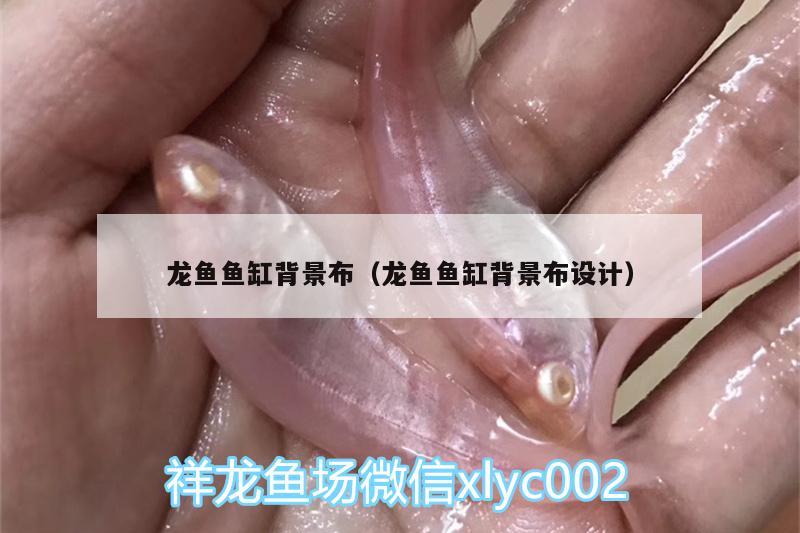 龍魚魚缸背景布（龍魚魚缸背景布設(shè)計） 藍底過背金龍魚 第1張