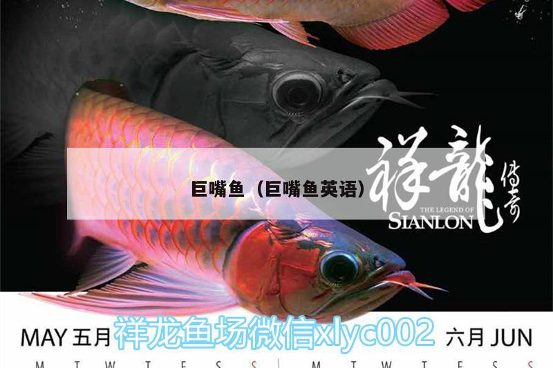 巨嘴魚(yú)（巨嘴魚(yú)英語(yǔ)） 大白鯊魚(yú) 第2張