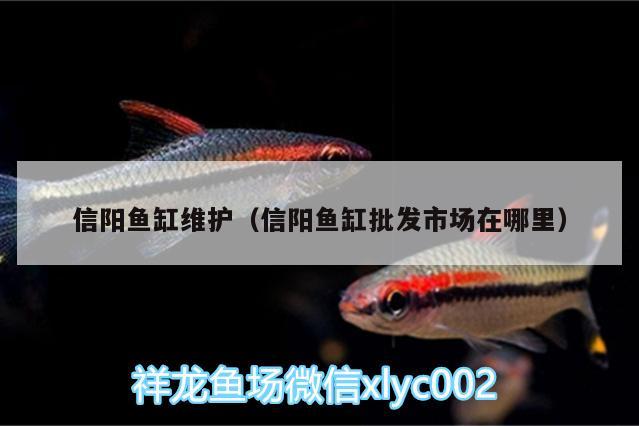 信陽魚缸維護（信陽魚缸批發(fā)市場在哪里） 造景/裝飾 第1張