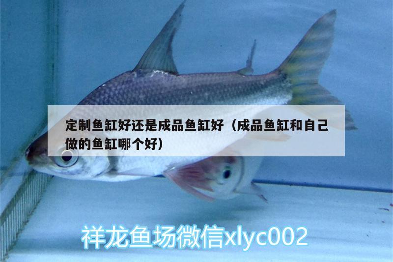 定制魚(yú)缸好還是成品魚(yú)缸好（成品魚(yú)缸和自己做的魚(yú)缸哪個(gè)好） 七紋巨鯉魚(yú) 第1張