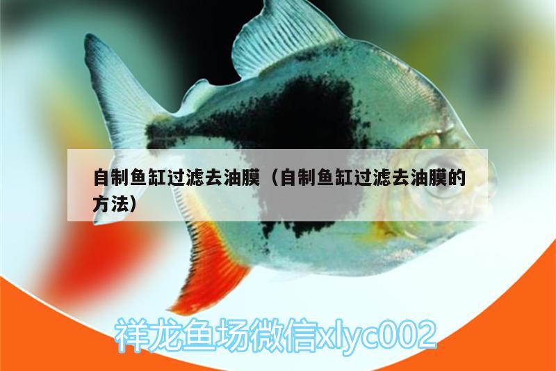 自制魚缸過濾去油膜（自制魚缸過濾去油膜的方法）