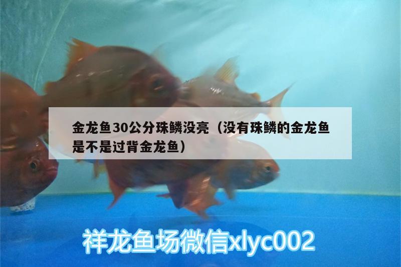 金龍魚30公分珠鱗沒亮（沒有珠鱗的金龍魚是不是過背金龍魚） 過背金龍魚 第3張