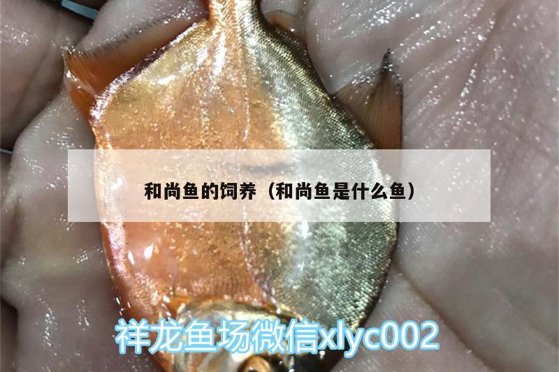 和尚魚的飼養(yǎng)（和尚魚是什么魚）