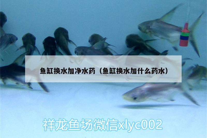 魚缸換水加凈水藥（魚缸換水加什么藥水） 一眉道人魚 第1張