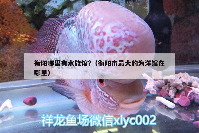 衡陽哪里有水族館?（衡陽市最大的海洋館在哪里） 皇冠黑白魟魚