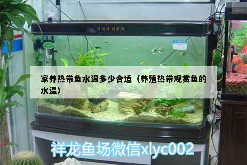 家養(yǎng)熱帶魚水溫多少合適（養(yǎng)殖熱帶觀賞魚的水溫） 胭脂孔雀龍魚 第2張