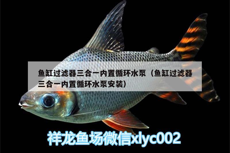 魚(yú)缸過(guò)濾器三合一內(nèi)置循環(huán)水泵（魚(yú)缸過(guò)濾器三合一內(nèi)置循環(huán)水泵安裝） 帝王血鉆魚(yú) 第3張