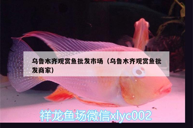 烏魯木齊觀賞魚批發(fā)市場(chǎng)（烏魯木齊觀賞魚批發(fā)商家） 觀賞魚批發(fā) 第2張