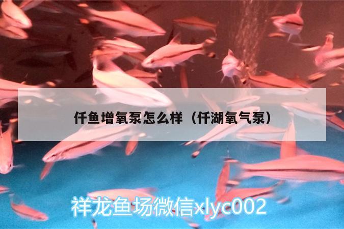 仟魚增氧泵怎么樣（仟湖氧氣泵） 仟湖 第2張