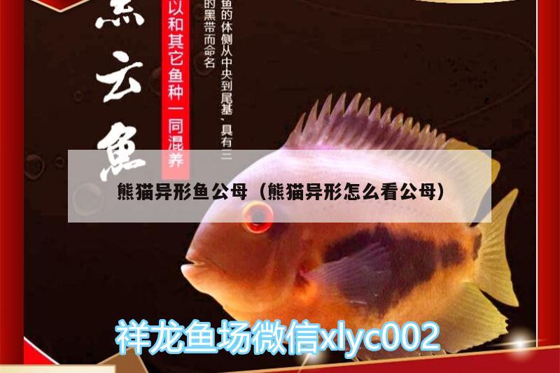 熊貓異形魚公母（熊貓異形怎么看公母）